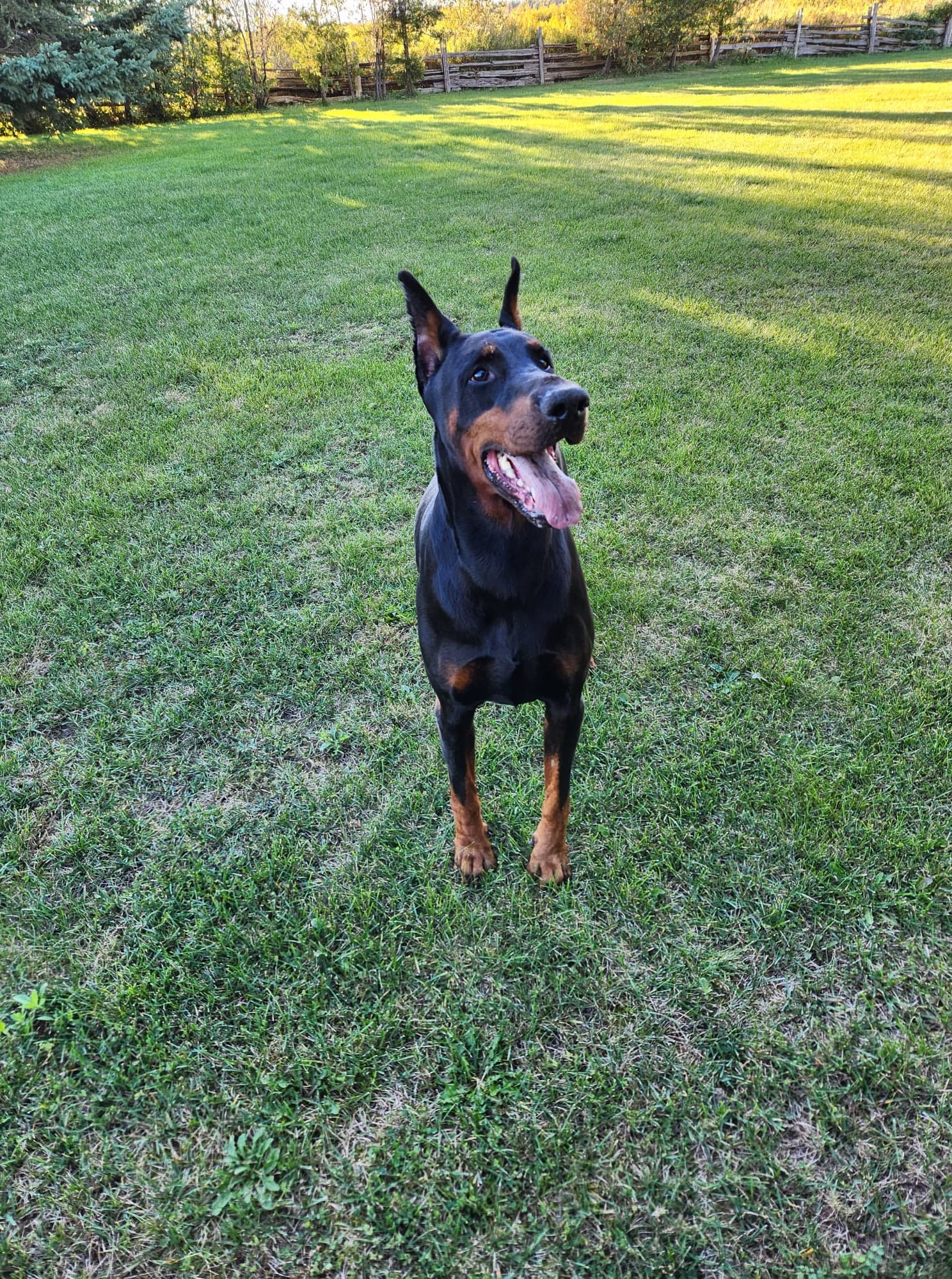 Loki5 years