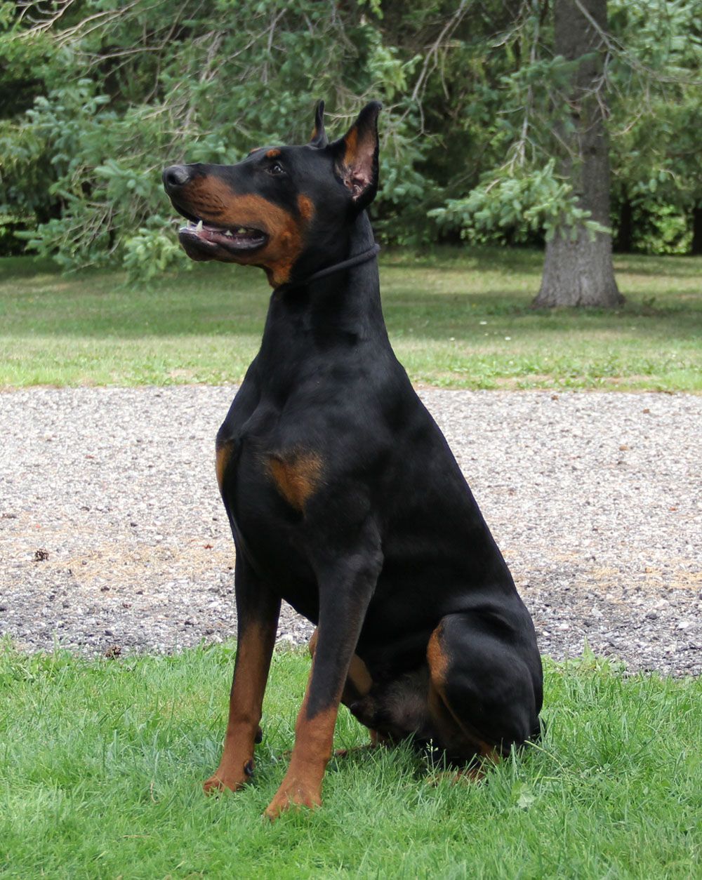 Loki